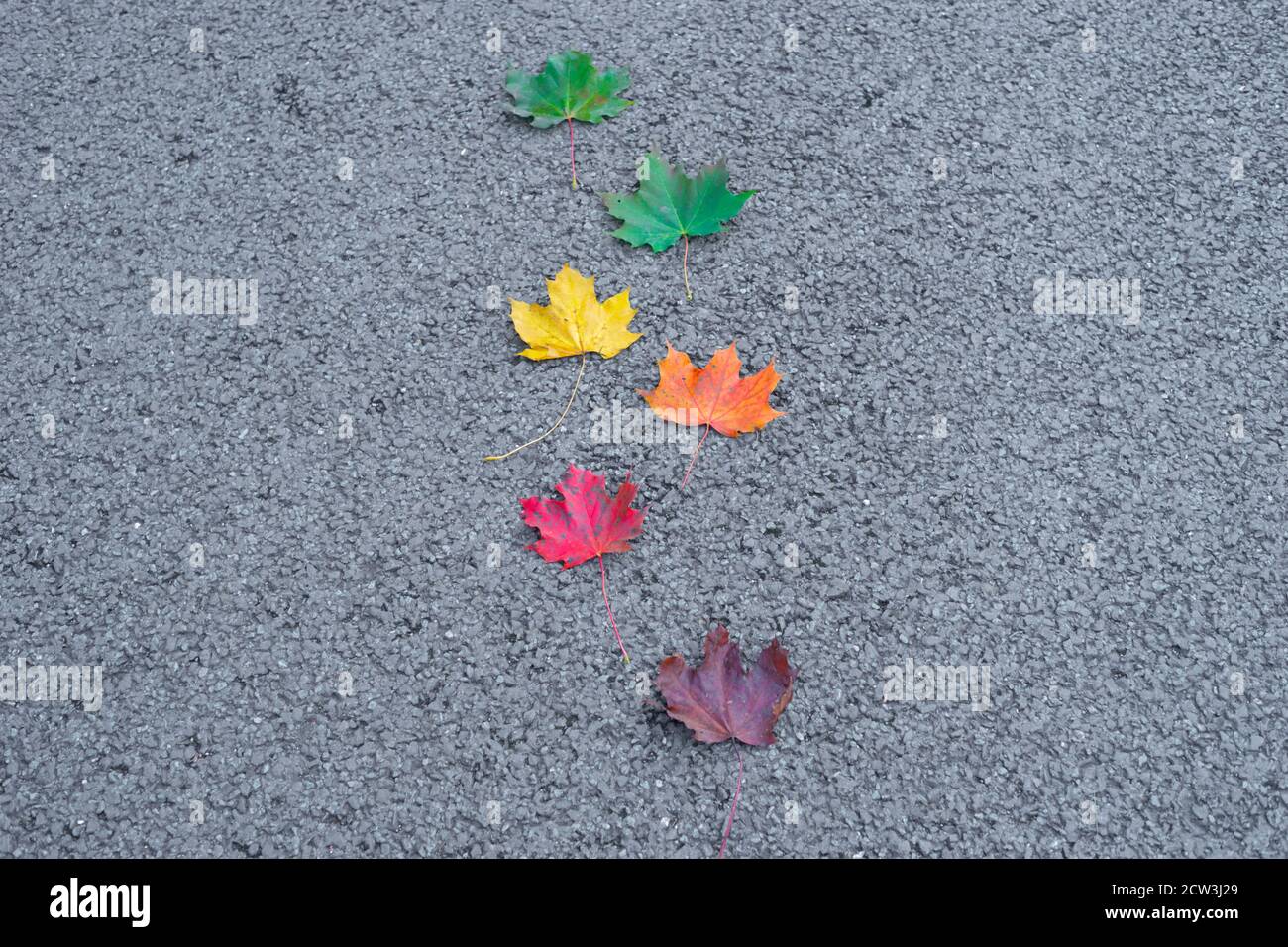 Feuilles de couleurs variées du vert au rouge foncé ou au brun, les couleurs de l'automne ou de l'automne, les saisons changeantes, Angleterre Royaume-Uni. Feuilles d'érable de Norvège Banque D'Images