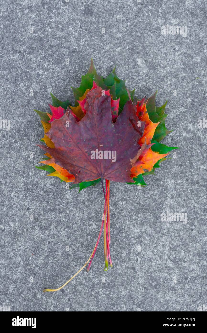 Feuilles de couleurs variées du vert au rouge foncé ou au brun, les couleurs de l'automne ou de l'automne, les saisons changeantes, Angleterre Royaume-Uni. Feuilles d'érable de Norvège Banque D'Images