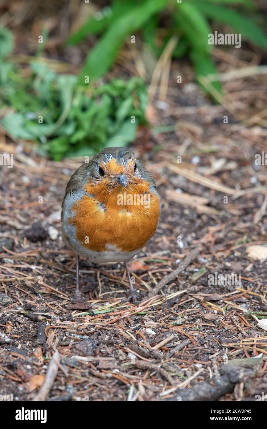 Robin, (erithacus rubecula), Banque D'Images