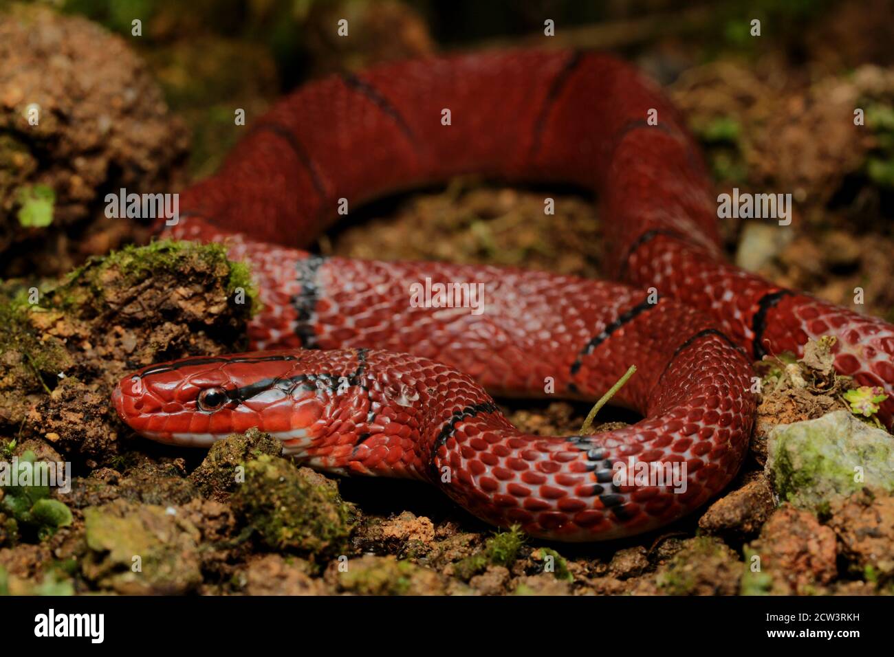 Serpent de bambou rouge, Oreocryptophis porphyracea est un colubridae trouvé en Asie du Sud-est et des pays d'Asie, y compris la Malaisie péninsulaire. Banque D'Images