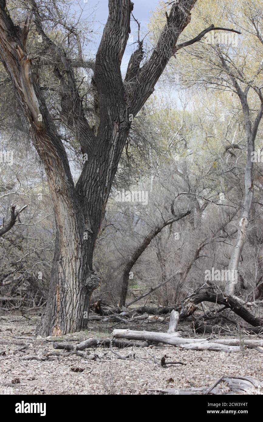 Vaste éventail coloré d'arbres anciens dans la zone riveraine de la rivière Gila, y compris le bois de coton, le bouleau et le sycomore Banque D'Images