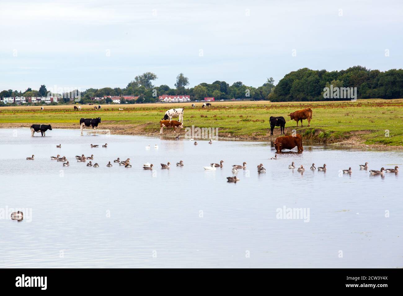 Vaches de bétail animaux de ferme debout dans la rivière Thames Oxfordshire Angleterre Banque D'Images