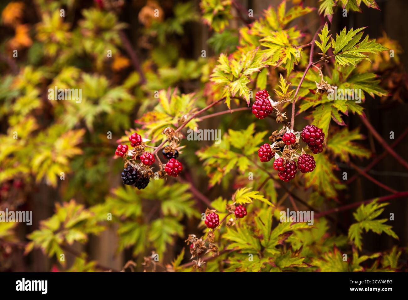 Mûres sans épine mûres mûres parmi les feuilles vertes, Danemark, 27 septembre 2020 Banque D'Images