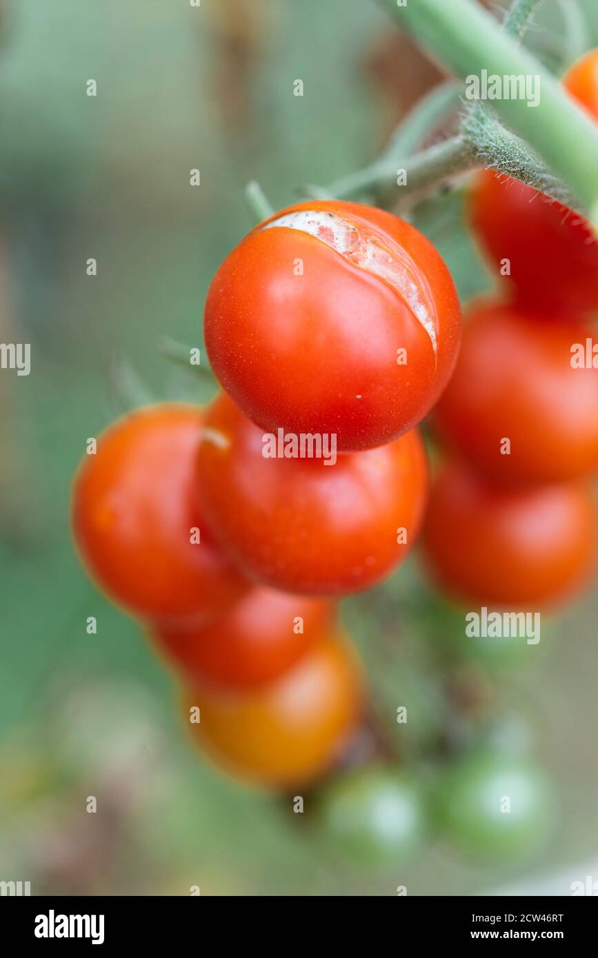 Tomates cerises craquelées sur la vigne. Banque D'Images