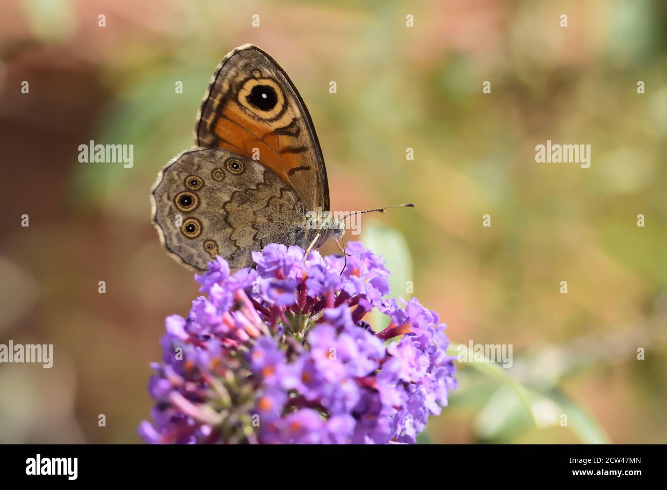 Grand papillon brun mural (Lasiommata maera) sur les fleurs de Buddleja davidi. Banque D'Images