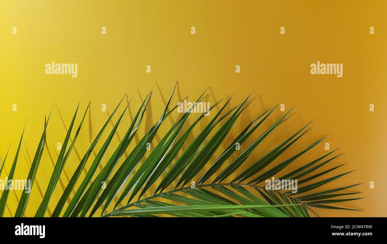 Arrière-plan tropical avec feuilles de palmier vert frais et espace de copie. Texture de la façade botanique sur fond doré. Datez le gros plan des feuilles de palmier Banque D'Images