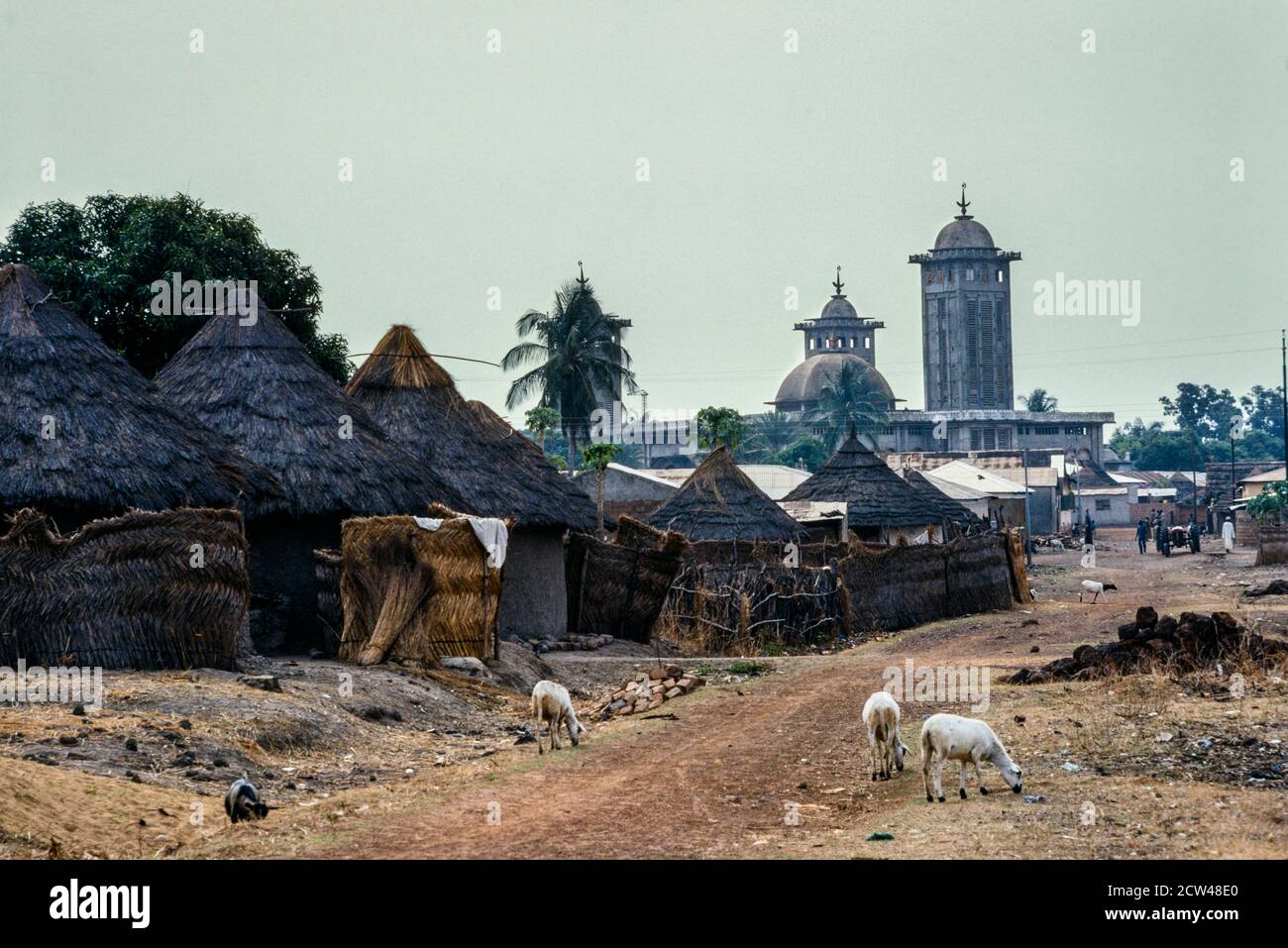 Mouton Kankan dans la rue et la mosquée Guinée-Ouest Afrique 1979 Banque D'Images