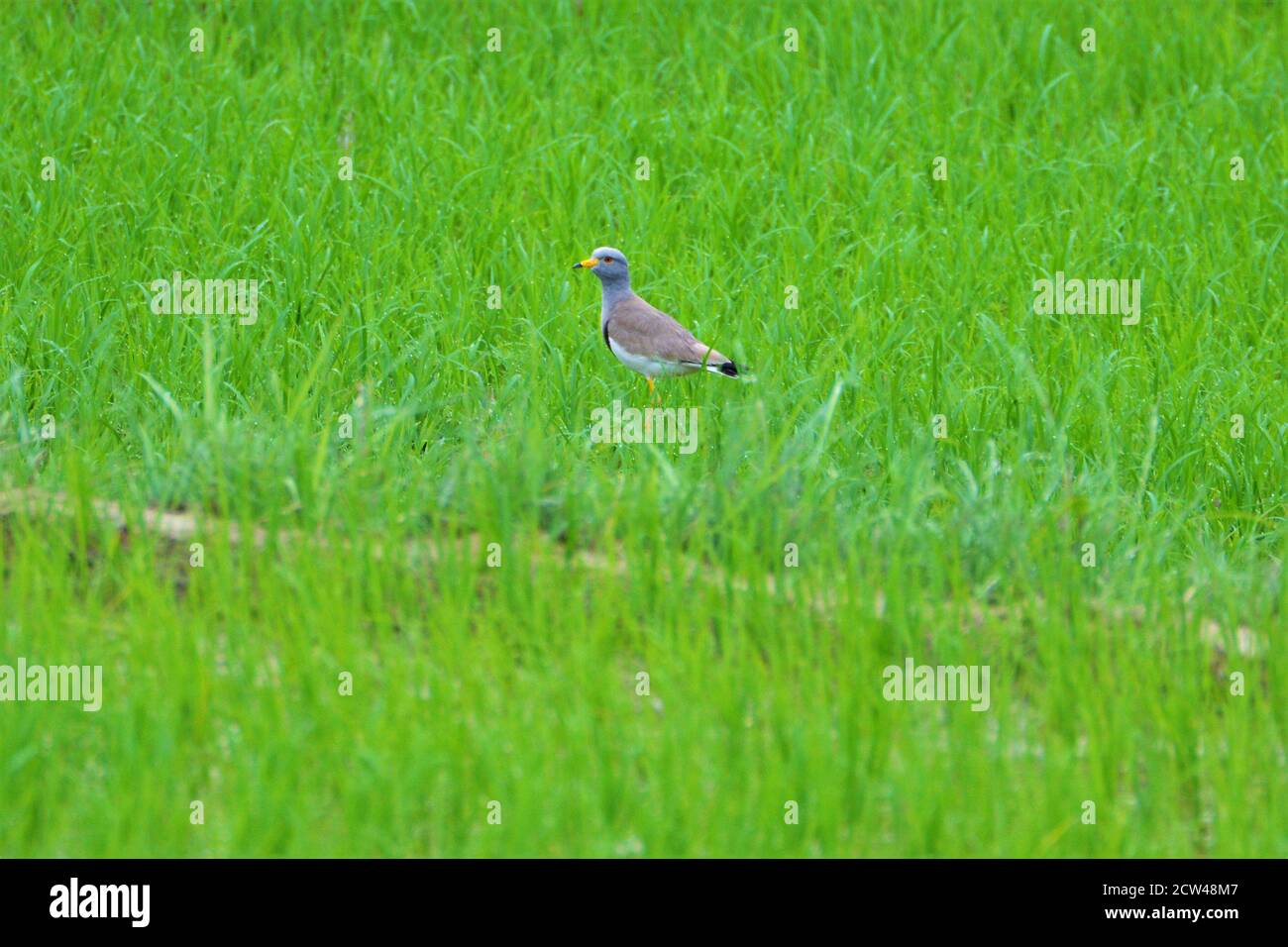 Oiseau - lapin à tête grise dans un champ de ferme de riz Banque D'Images