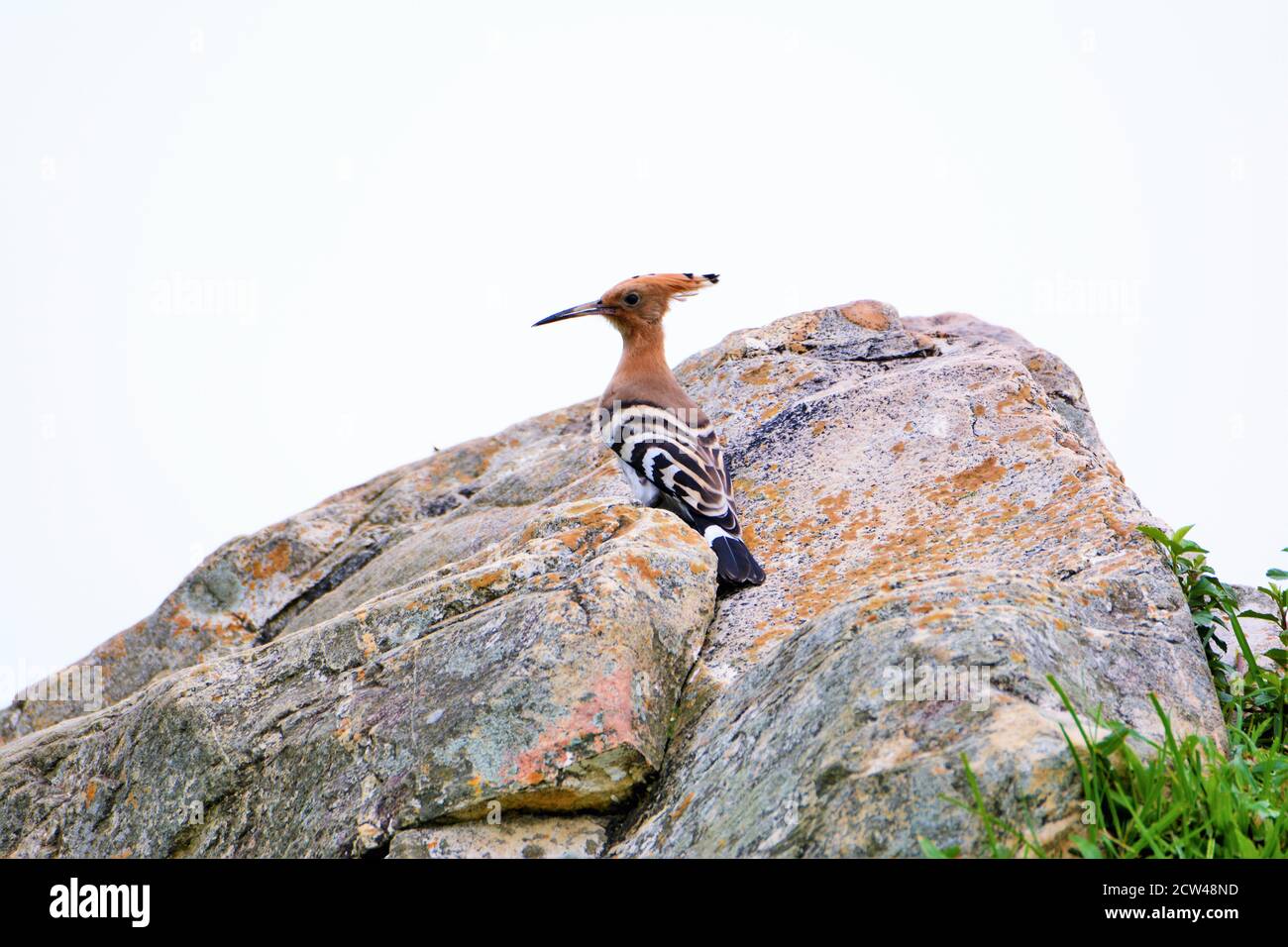 Oiseau - oiseau d'Hoopoe sur la pierre Banque D'Images