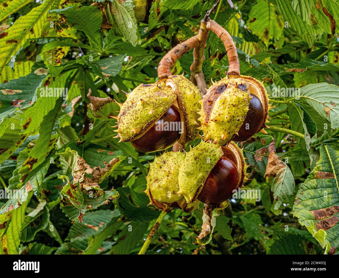 Châtaigne de cheval Aesculus hippocastanum conkers se brisant de leur piquant Huttes au début de l'automne - Gloucestershire Royaume-Uni Banque D'Images