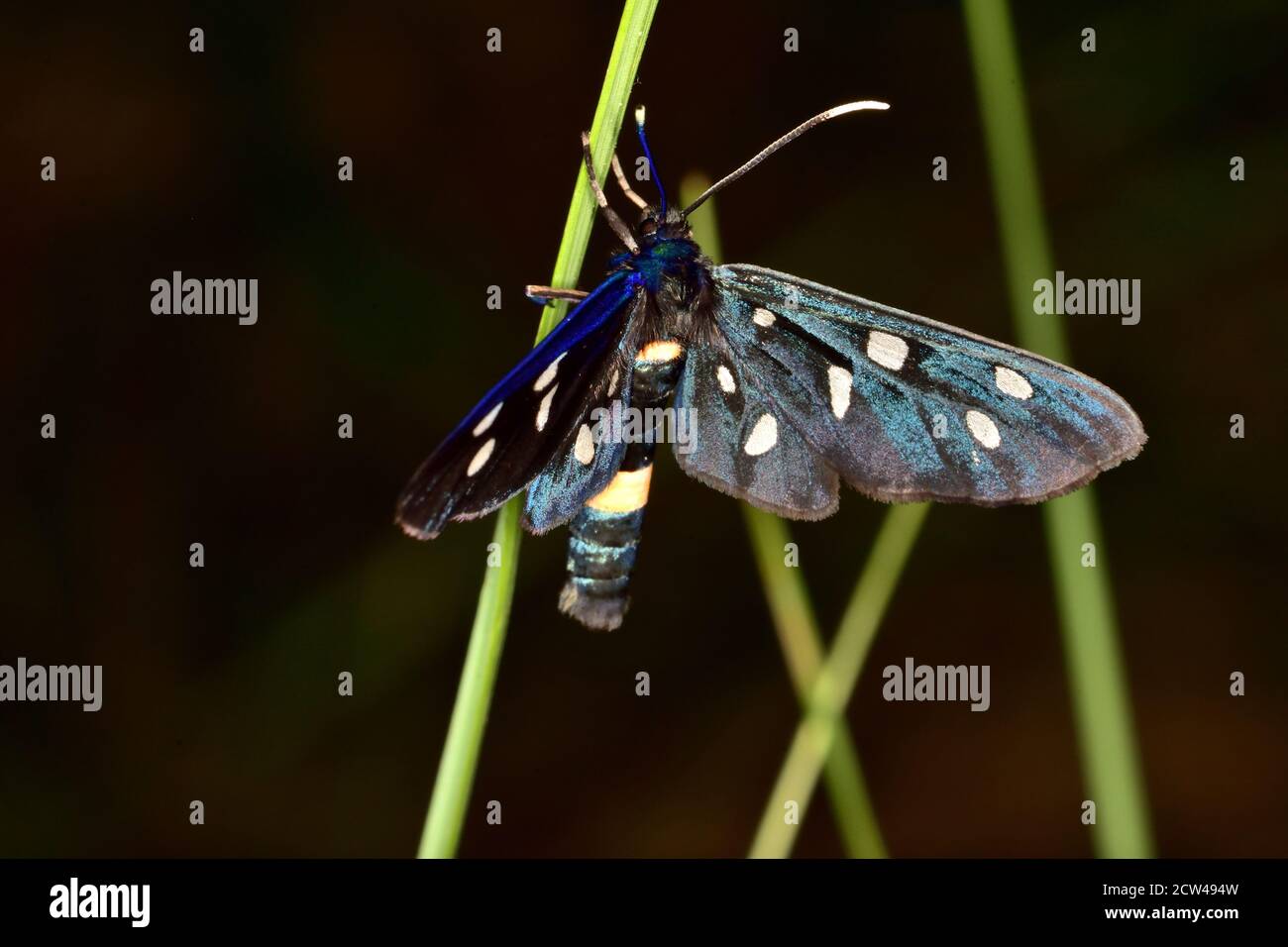 Papillon burnett isolé à neuf points ou à ceinture jaune (Amata phegea, anciennement Syntomis phegea) photographié avec un objectif macro. Banque D'Images