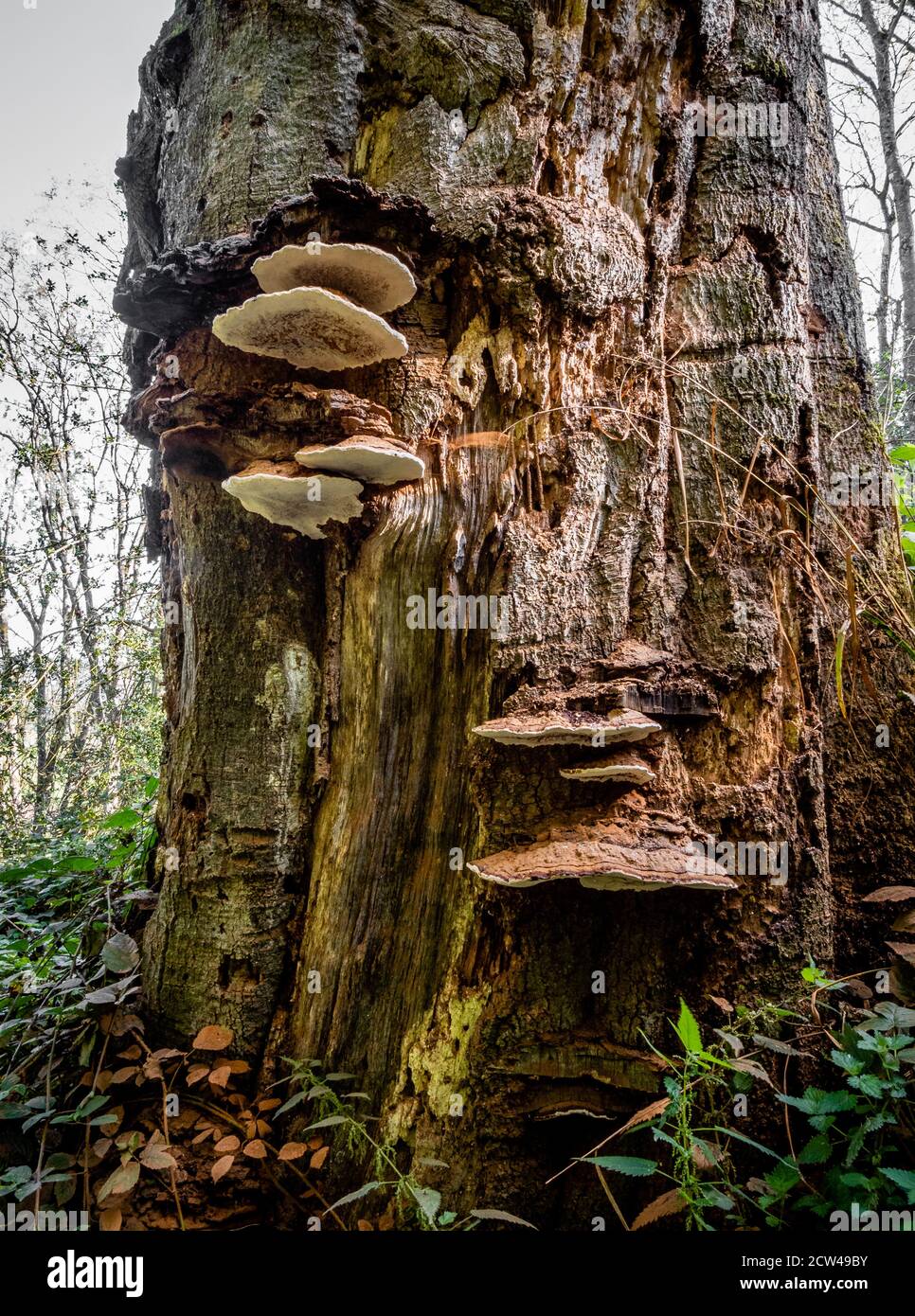 Le champignon Ganoderma applanatum, support de l'artiste, pousse sur le tronc de hêtre mort Dans les collines de Mendip, Somerset, Royaume-Uni Banque D'Images