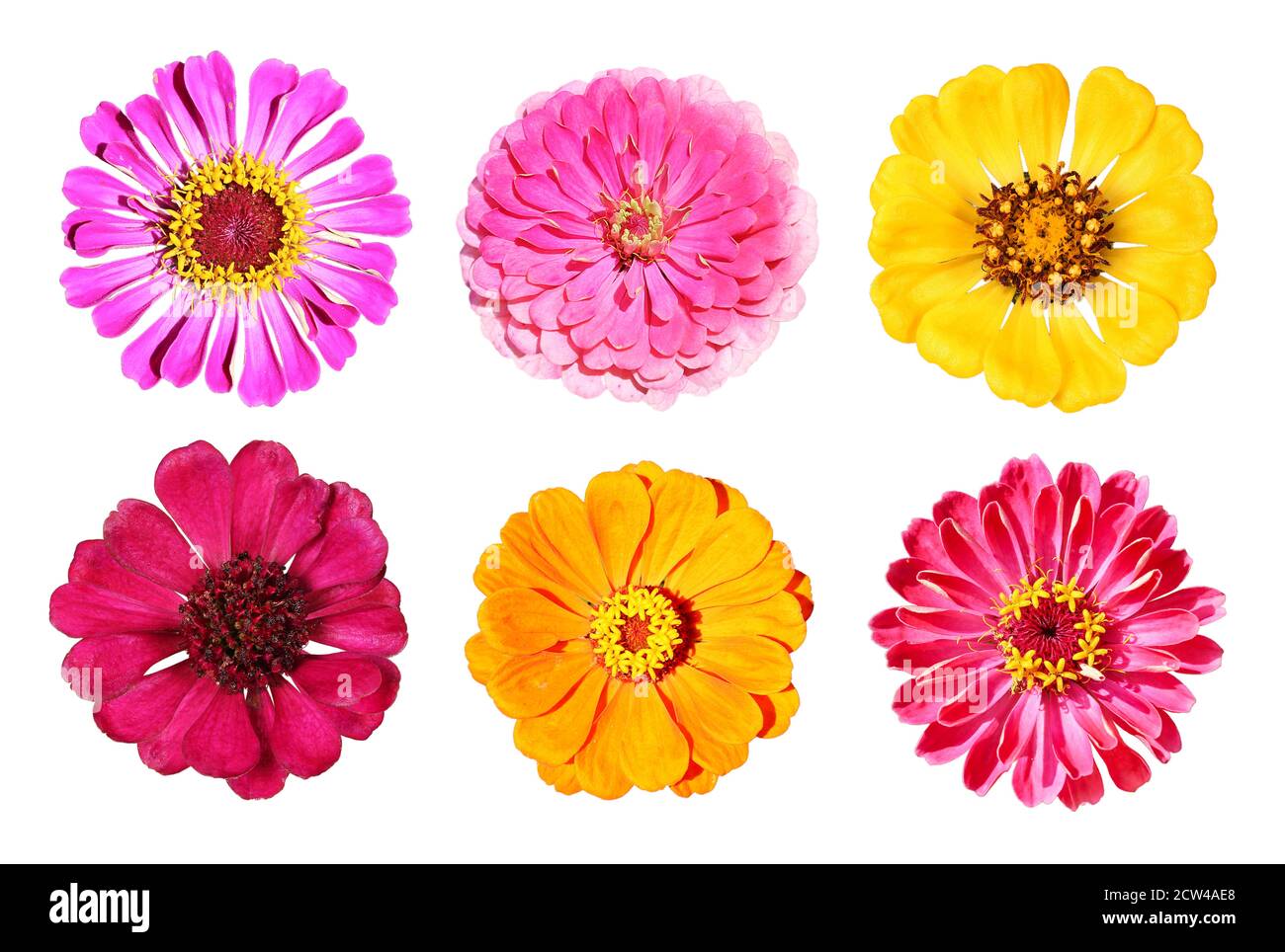 Différentes fleurs de zinnia d'en haut, isolées Banque D'Images