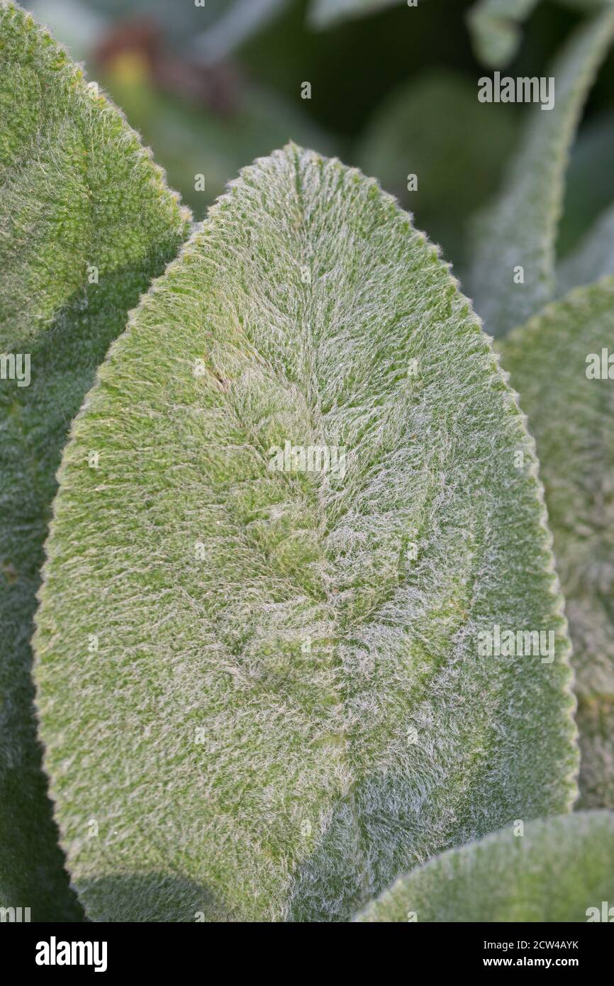 Stachys byzantina 'grandes oreilles'. Banque D'Images