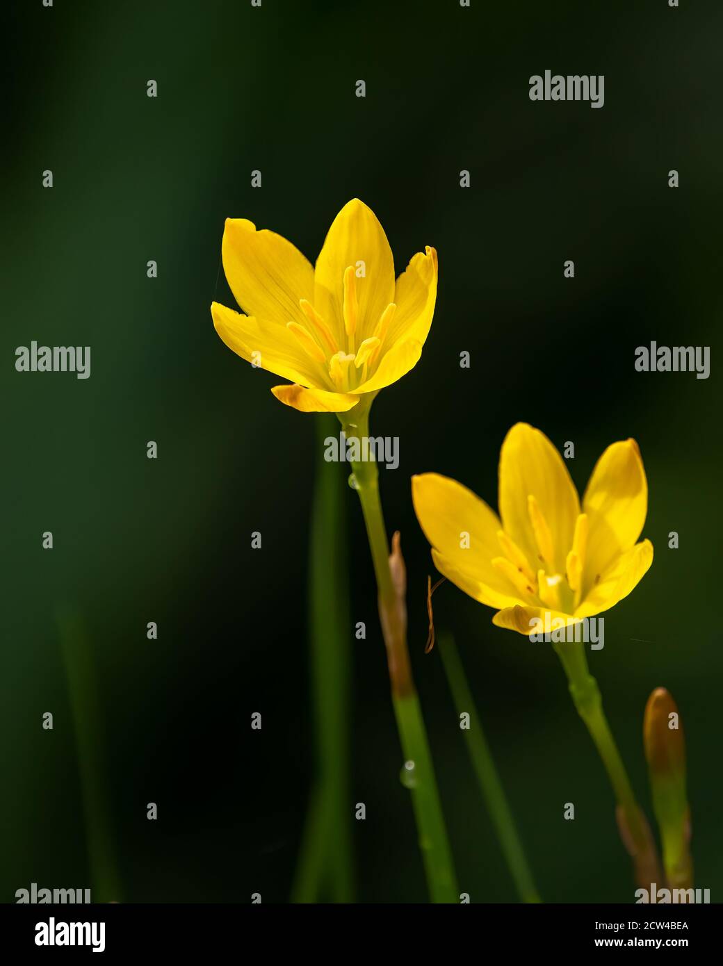 Paire de fleurs de nénuphars jaunes (Zephyranthes Sulfurea), en fleurs dans le jardin. Banque D'Images