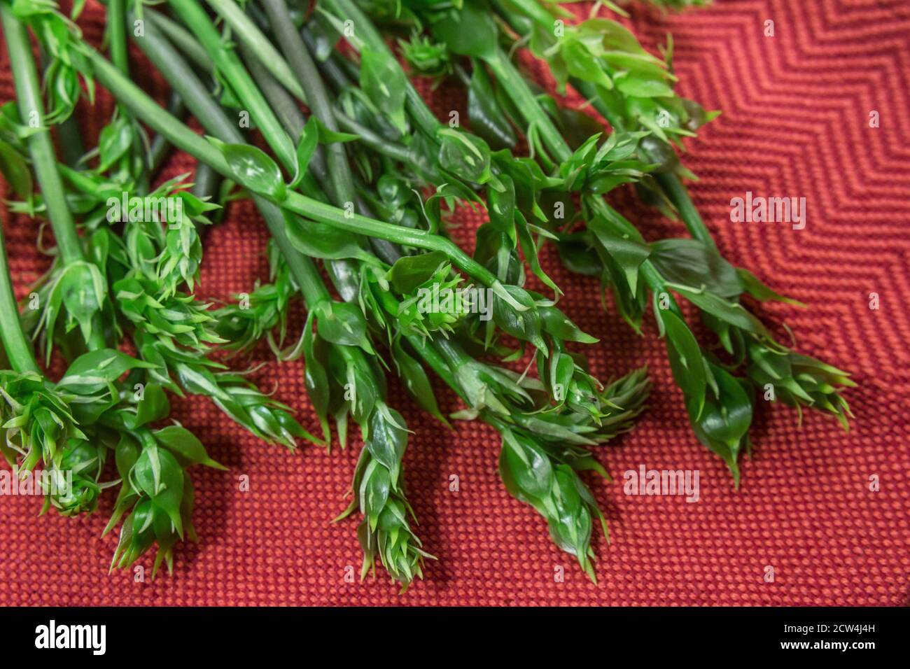 Des pousses de houx, semblables à des asperges, appelées en Sicile 'asparaci i trono', sur un nappe rouge. Exemple de couleurs complémentaires Banque D'Images