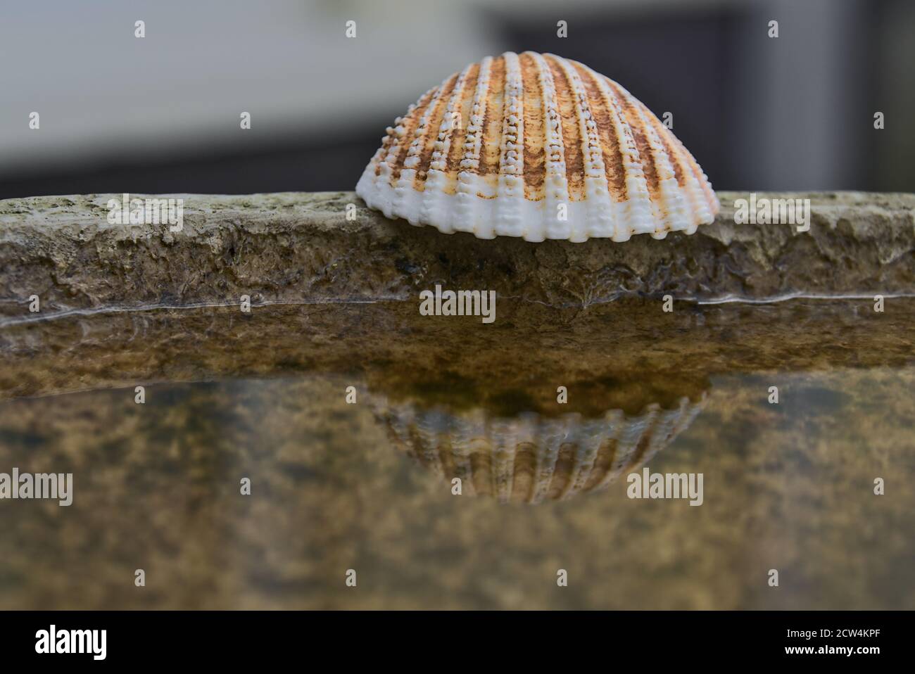 Belle et simple reflet de la mer coquillages dans l'eau vase intérieur dans le jardin Banque D'Images