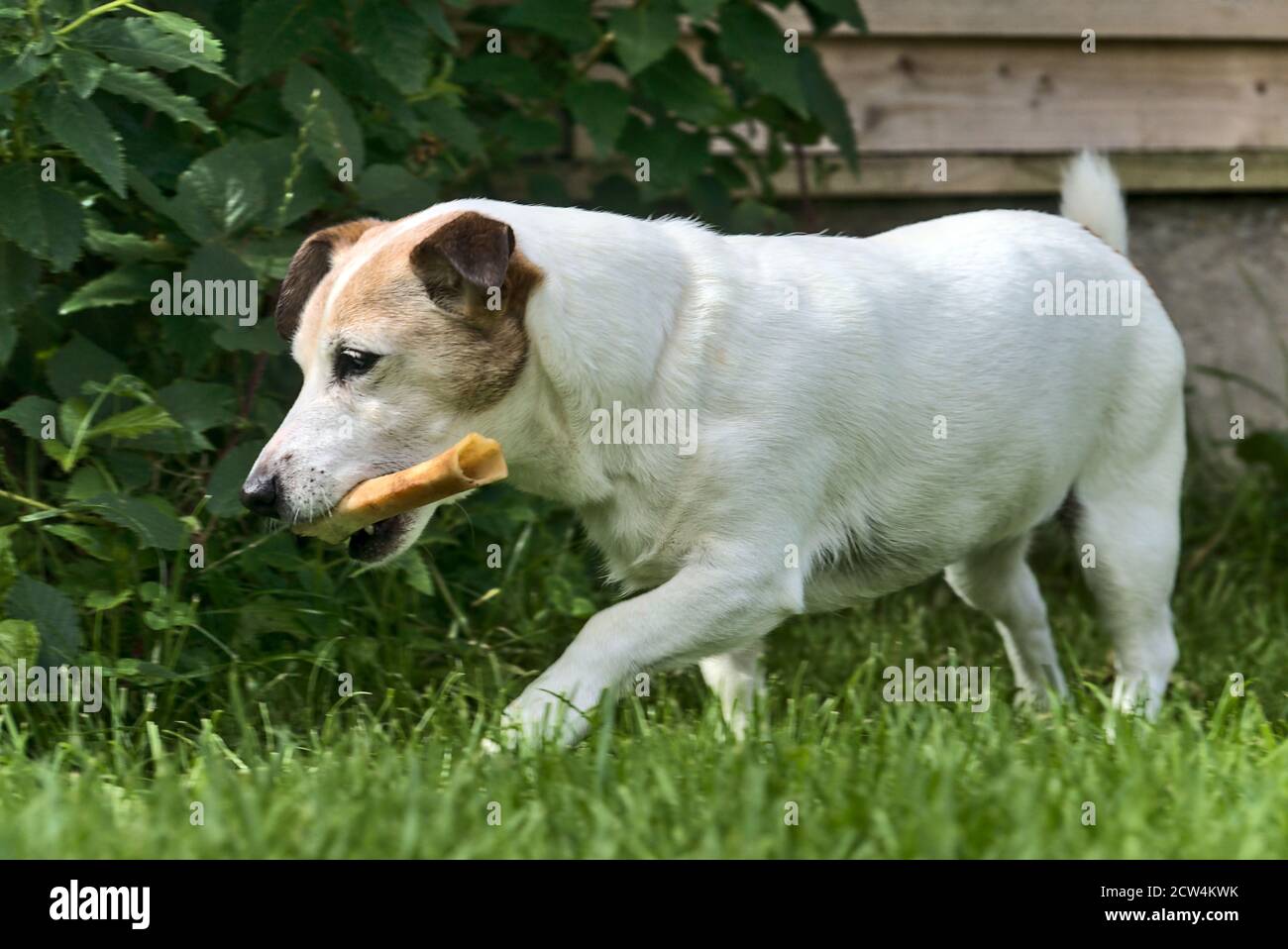 Magnifique chien Jack Russell Terrier tenant un os et marchant dans le jardin Banque D'Images