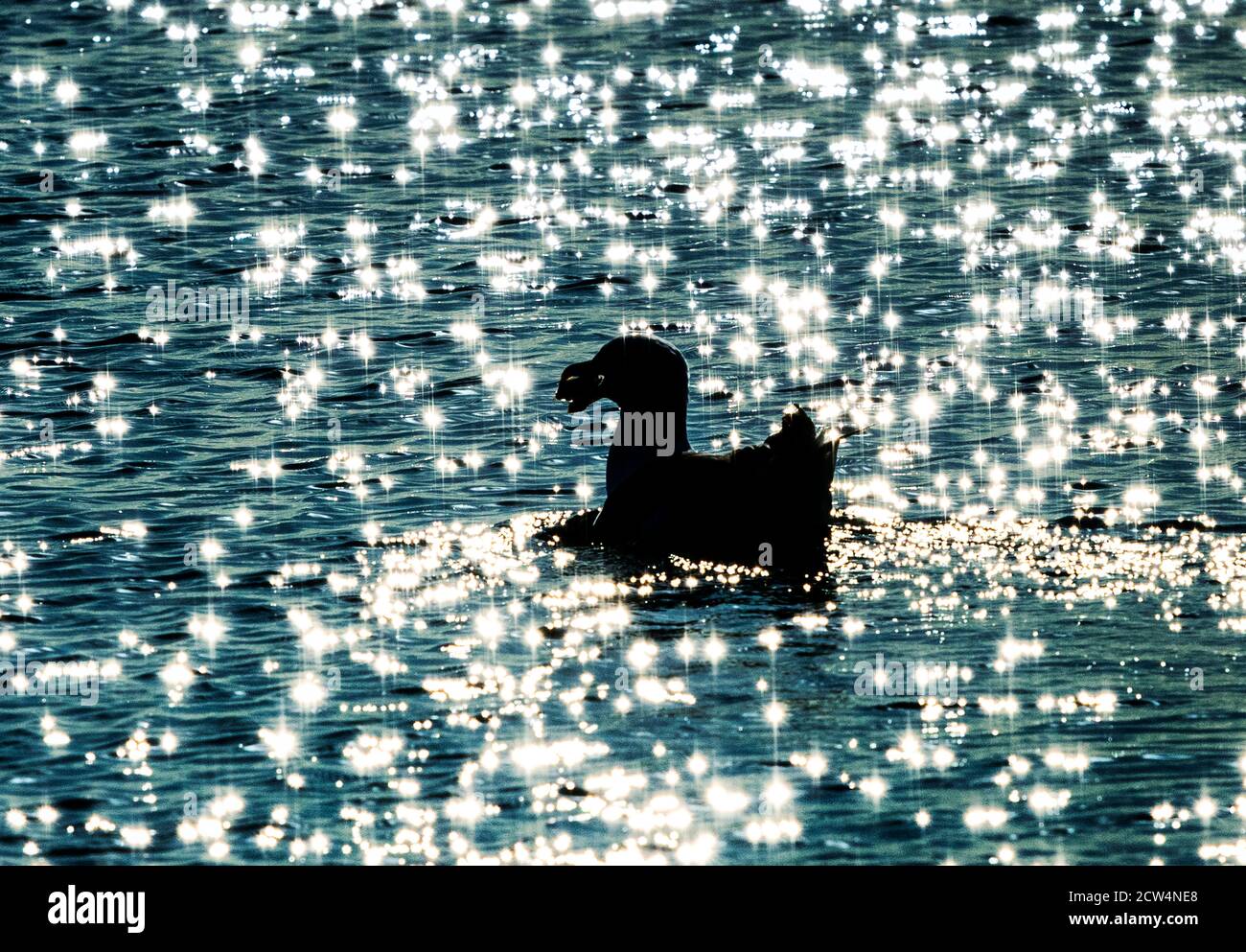 Mouette avec palourdes dans le bec. Banque D'Images