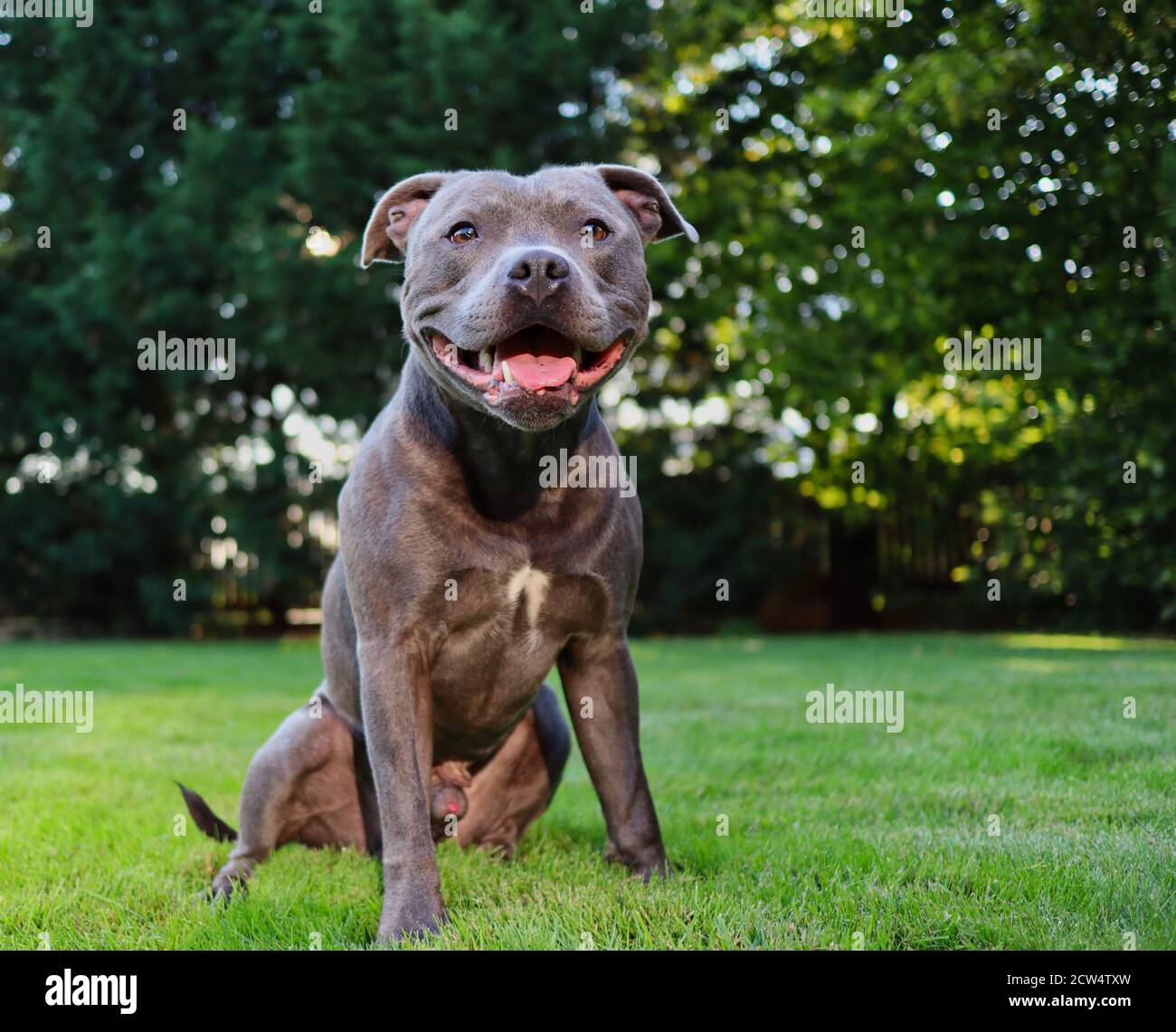Portrait du Staffordshire Bull Terrier anglais assis dans le jardin avec Smile sur son visage. Happy Blue Staffy posé sur la pelouse verte. Banque D'Images