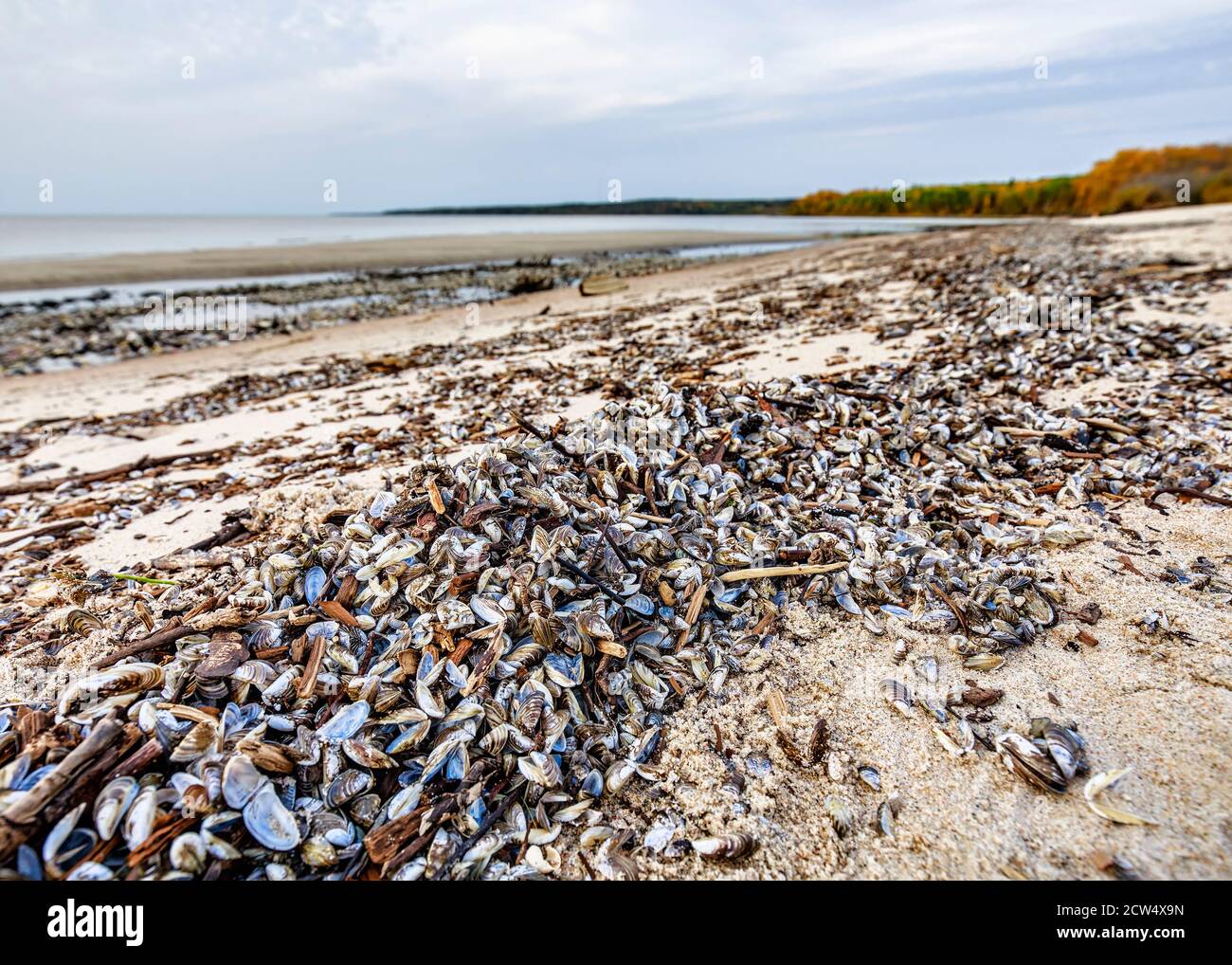 Moules zébrées envahissantes lavées sur la rive, Grand Beach, lac Winnipeg, Manitoba, Canada. Banque D'Images