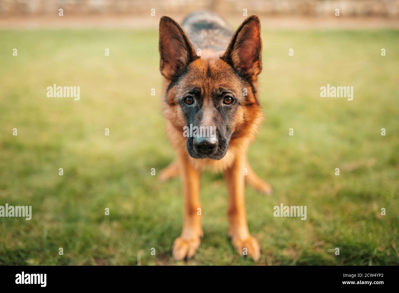 Portrait d'un berger allemand. Chien de race dans le parc. Banque D'Images