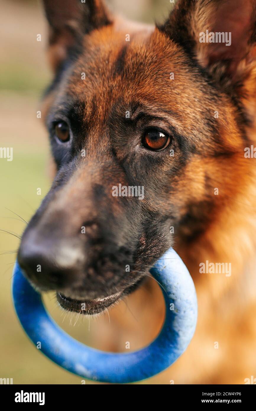 Portrait d'un berger allemand avec un anneau dans la bouche. Chien de race. Banque D'Images