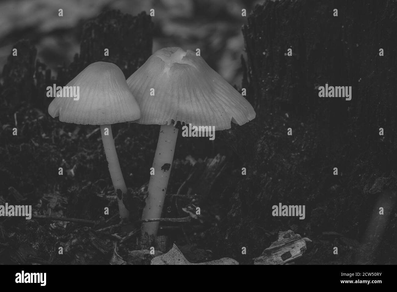 champignons sur un tronc d'arbre, champignons photographiés artistiquement, contraste soyeux, photo en noir et blanc Banque D'Images