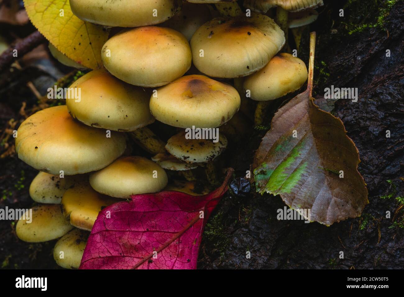 Tête de soufre laquée verte sur une souche d'arbre, Hypholoma fasciculare, beaucoup de champignons sur un tronc d'arbre, champignons artistiquement photographiés, macro photo Banque D'Images