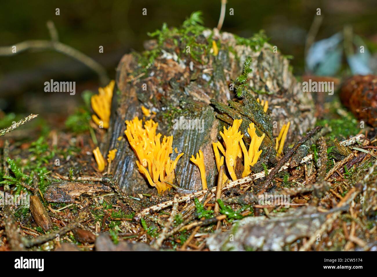 Ramaria largentii de champignons dans la forêt de corail Banque D'Images