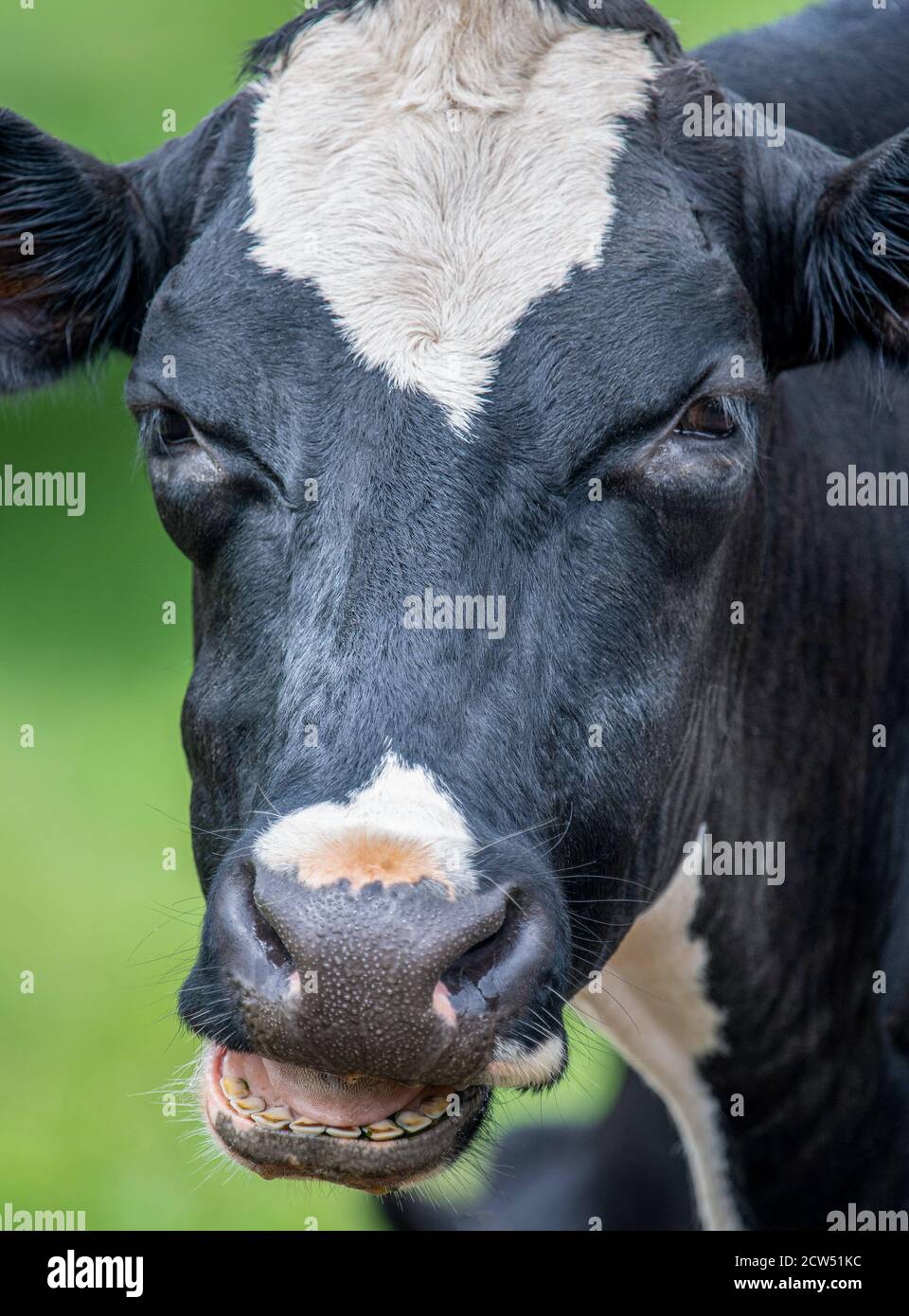 Une photo de gros plan d'une vache noire et blanche avec sa bouche ouverte Banque D'Images