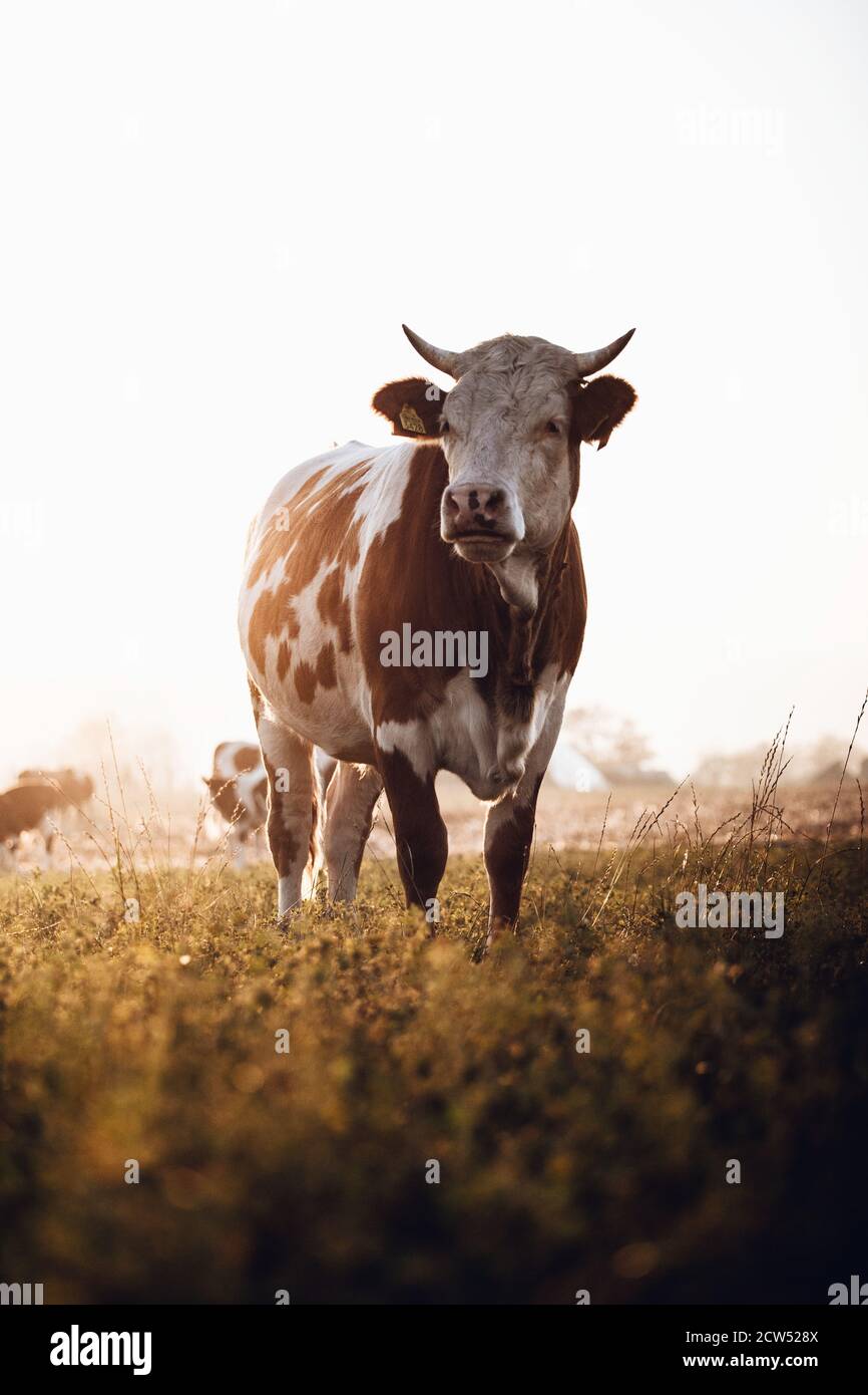Portrait de vache sur le terrain. Automne coucher de soleil paysage Banque D'Images