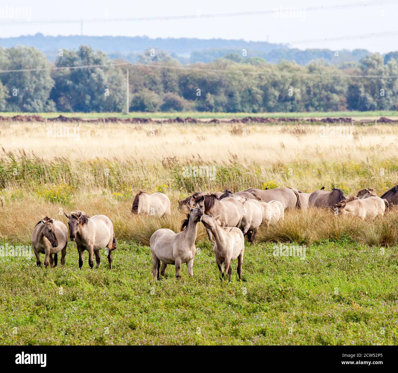 Le Konik ou le cheval primitif polonais petit cheval semi-feral sauvage, originaire de Pologne. Vu ici utilisé pour grader la réserve naturelle de Wincken fen Banque D'Images