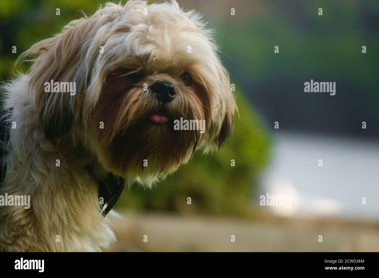 Le shampooing shih brun est posé sur l'herbe verte à l'extérieur et regarde autour. Banque D'Images