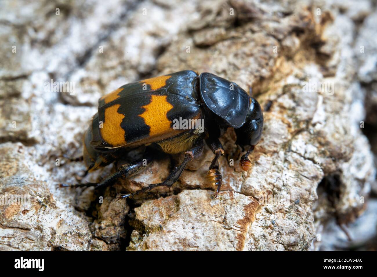 Gros plan d'un coléoptère du gravedigger (chercheur de Nicrophorus) sur un tronc d'arbre Banque D'Images