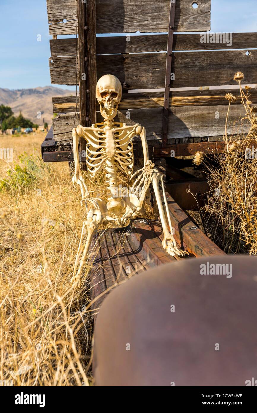 Squelette assis sur un vieux camion dans une herbe morte champ Banque D'Images