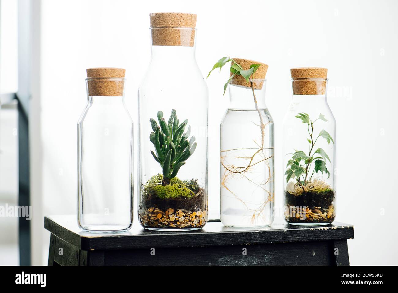 Composition des plantes en bouteilles sur un tabouret. Banque D'Images