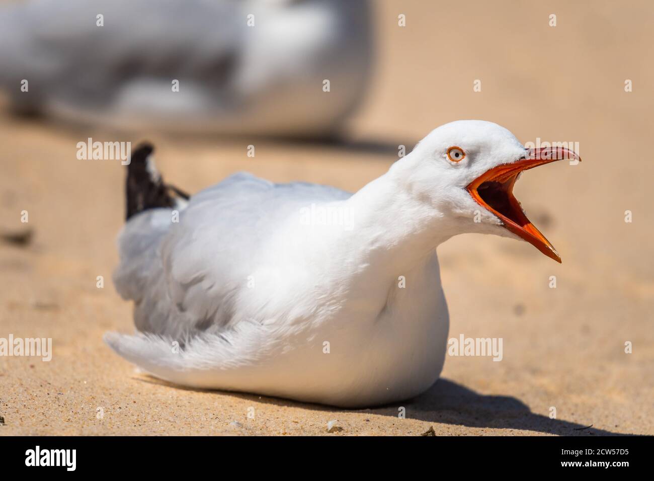 Mouette criant sur le sable de Watson Bay, Sydney, Nouvelle-Galles du Sud, Australie Banque D'Images