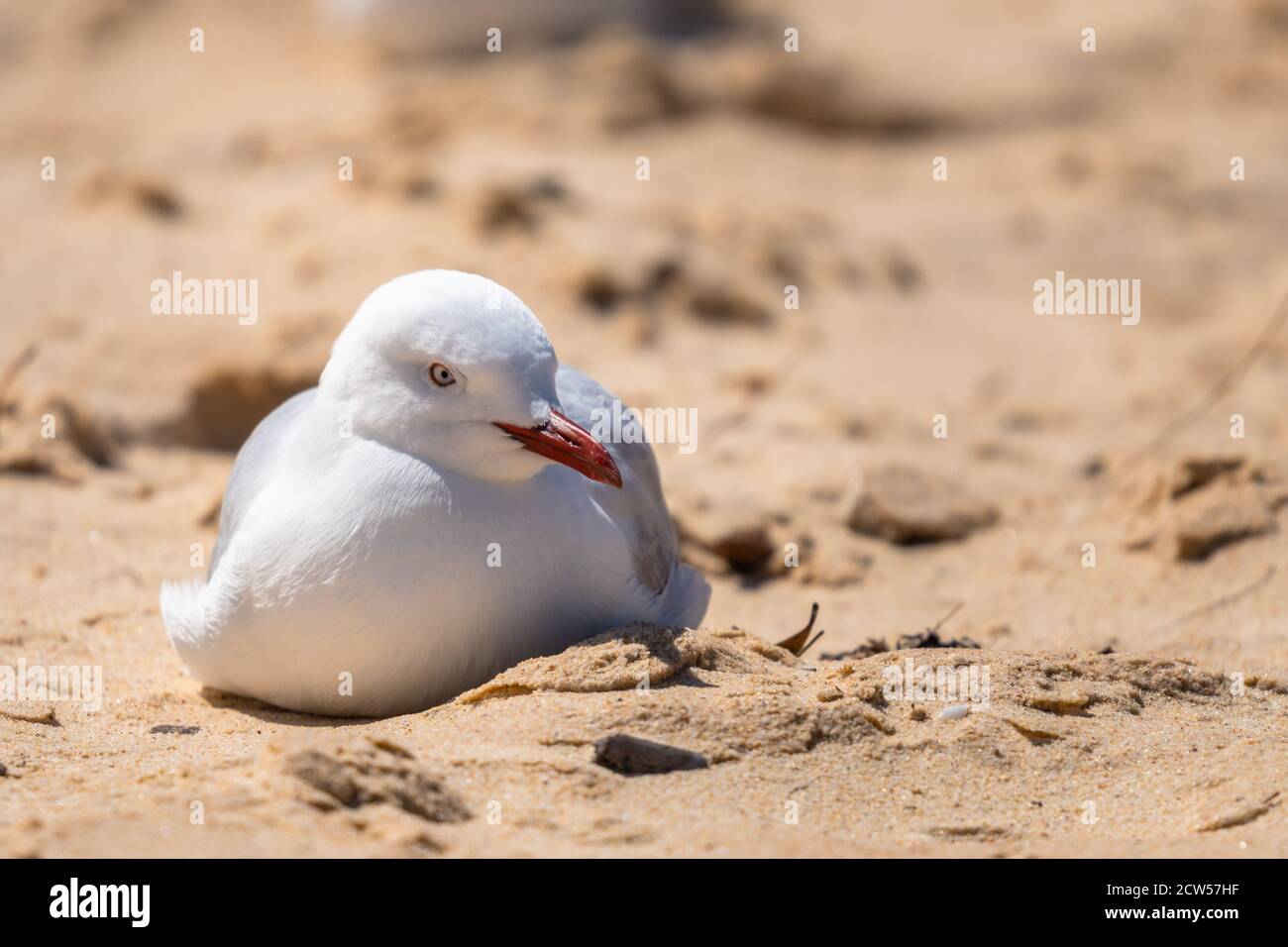 Seagull sur le sable de Watson Bay, Sydney, Nouvelle-Galles du Sud Australie Banque D'Images