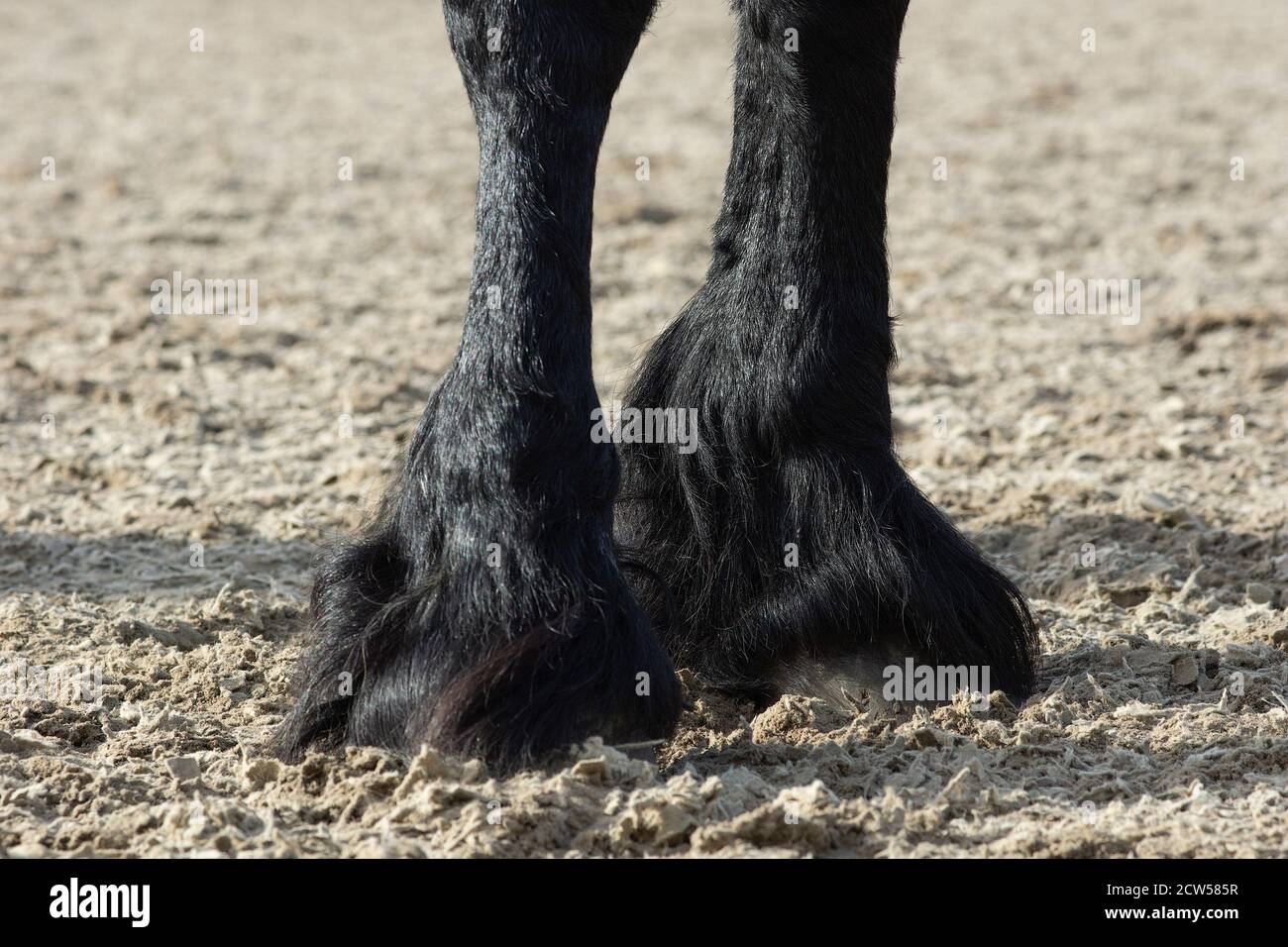 Un détail des sabots de la race spéciale de dressage Cheval de Frise en noir avec fourrure brillante dans un enclos Banque D'Images