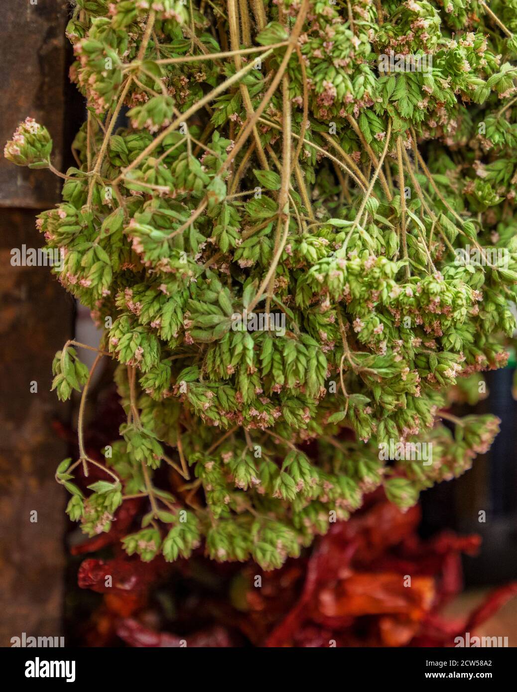 Des branches d'origan sicilien accrochées à sécher, une herbe aromatique utilisée dans la cuisine pour les assaisonnements Banque D'Images