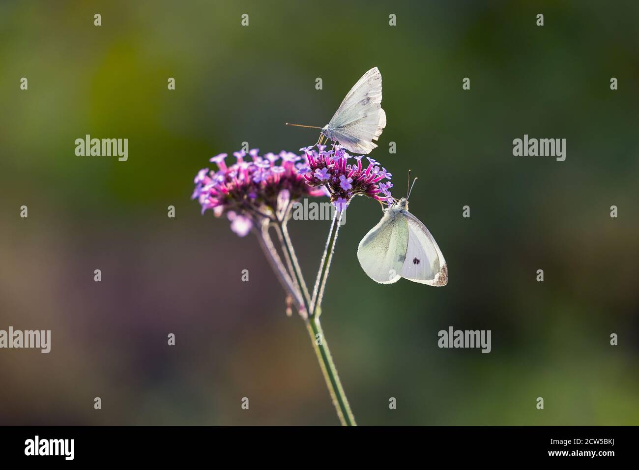 Deux grands papillons blancs, Pieris brassicae, également appelé papillon de chou, parasites agricoles sur une fleur de Vervain de Purpletop (Verbena bonariensis) Banque D'Images