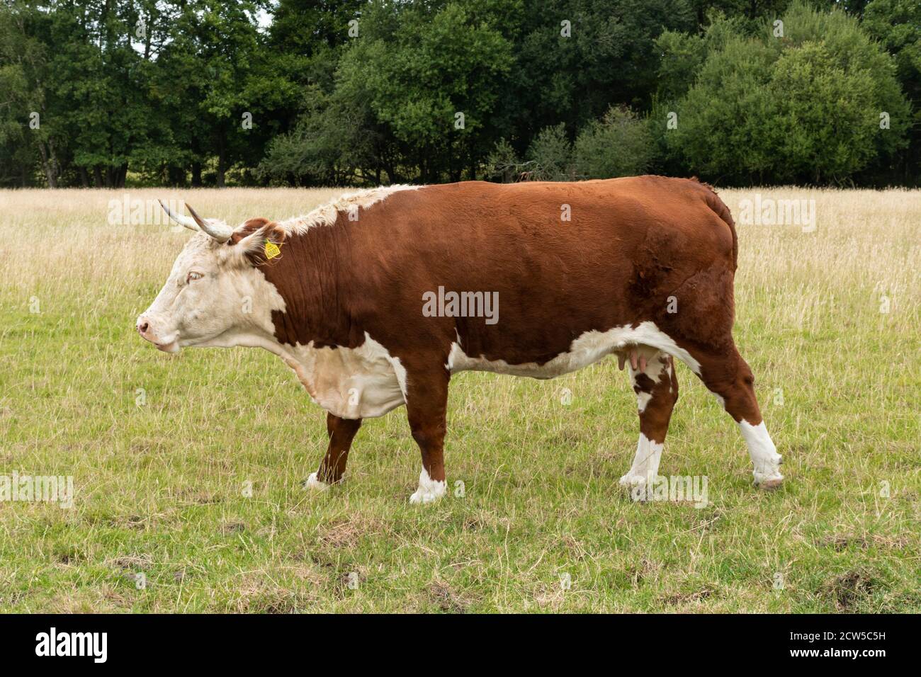 Vache Hereford, race traditionnelle de bovins de boucherie bruns et blancs, Royaume-Uni Banque D'Images