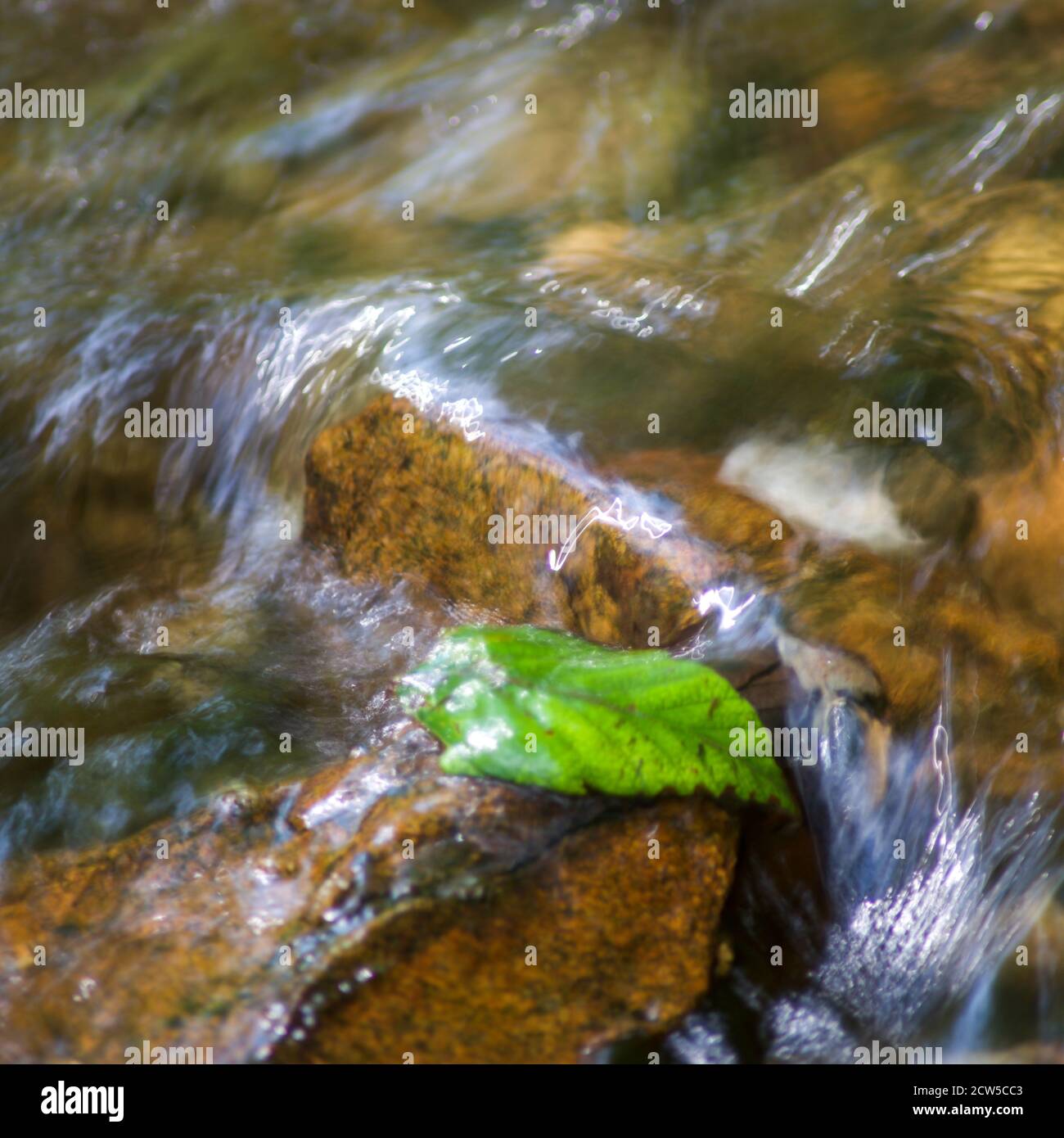 Image macro abstraite d'exposition longue d'un ruisseau forestier en cascade sur des pierres colorées et une feuille verte. Le ciel bleu se reflète dans les ondulations douces. Mo Banque D'Images