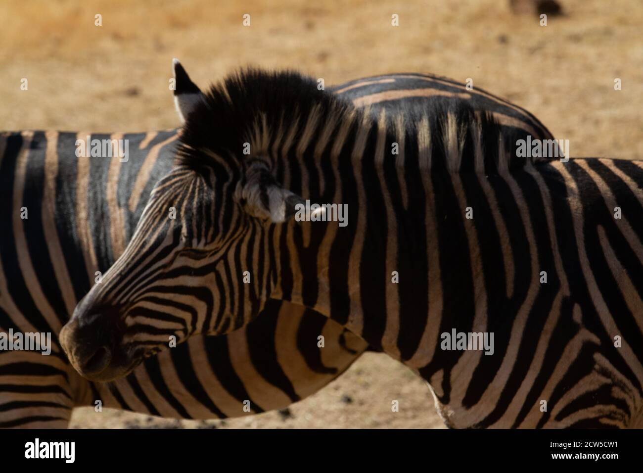 Safari dans les plaines d'Afrique de l'est Banque D'Images