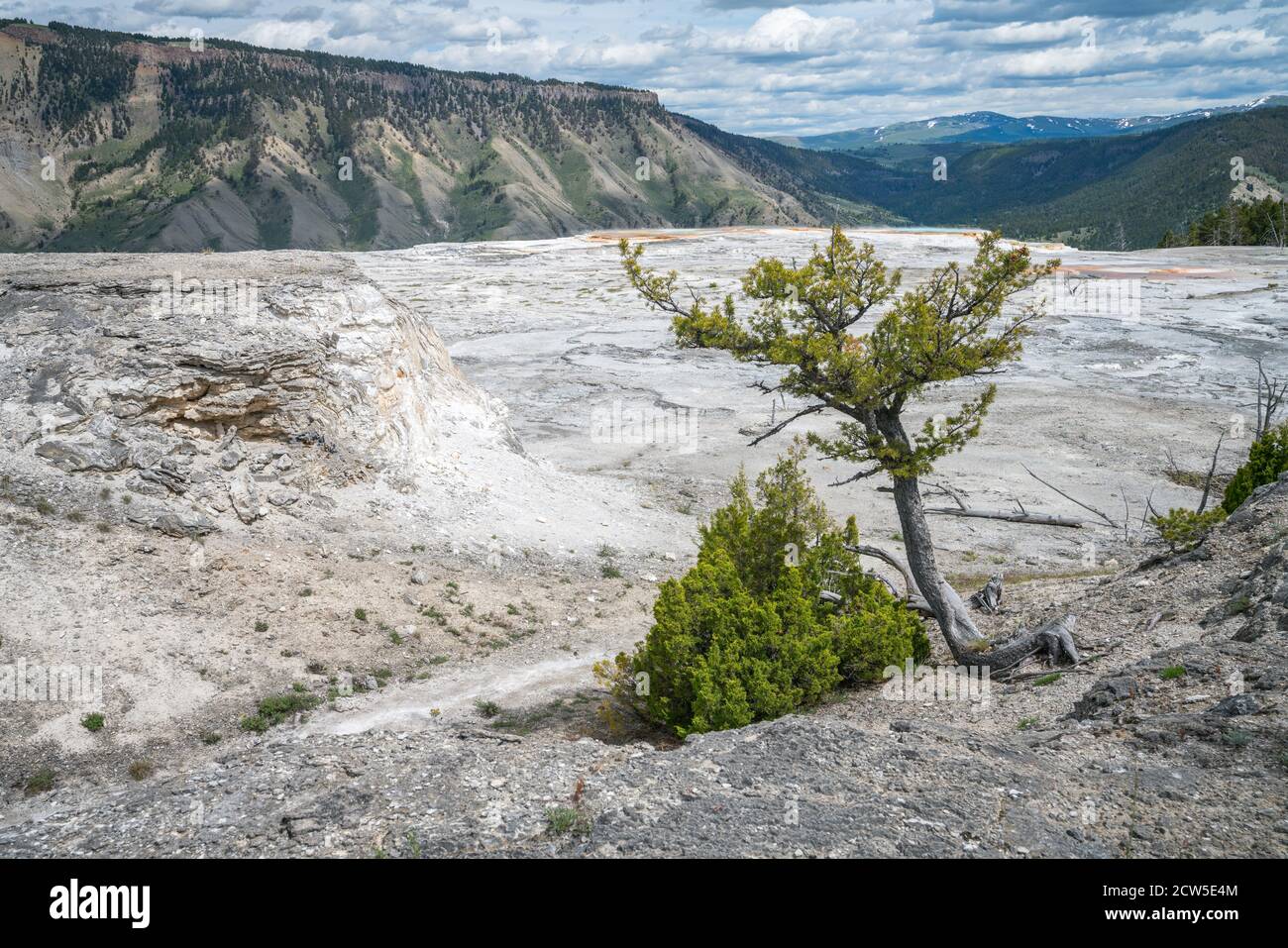 Mammoth Hot Springs dans le parc national de yellowstone, wyoming, états-unis Banque D'Images