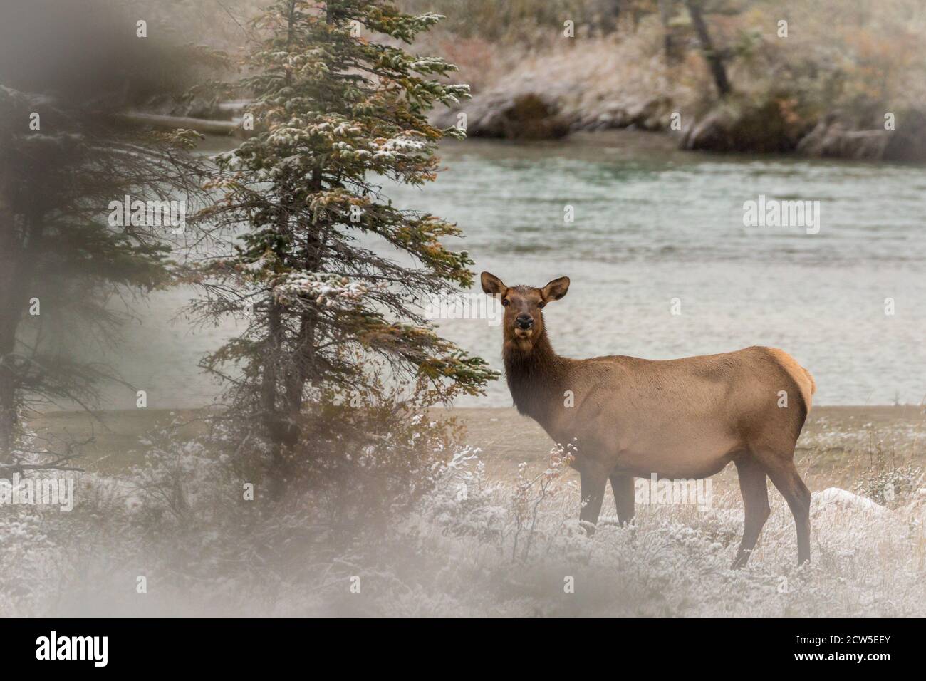 Lonesome Elk femelle debout près de la rivière Banque D'Images