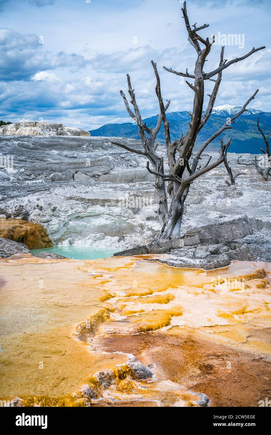 Mammoth Hot Springs dans le parc national de yellowstone, wyoming, états-unis Banque D'Images