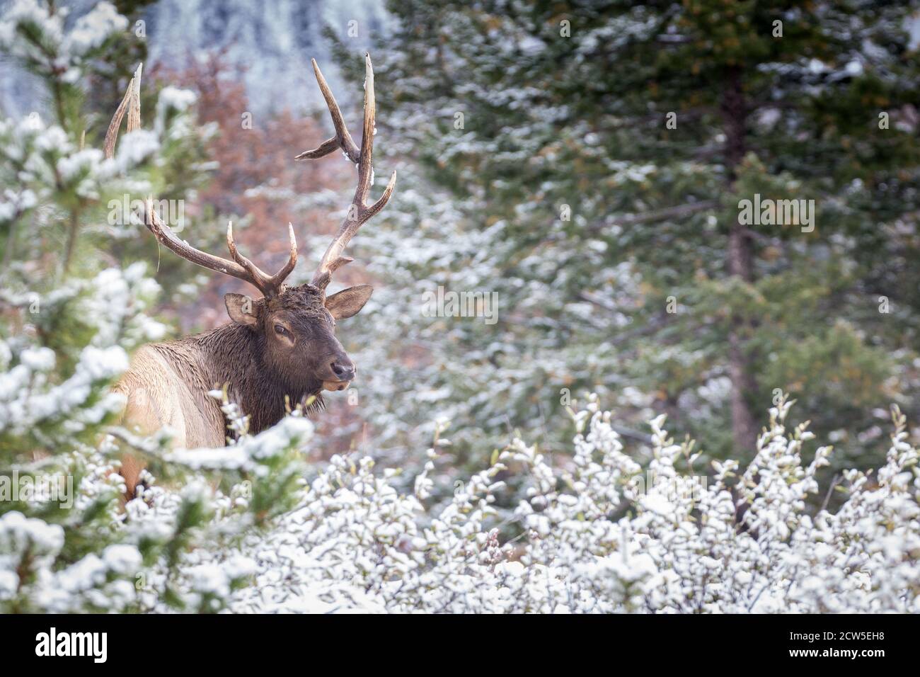 Grand élan de taureau mature dans son premier regard sur son épaule Banque D'Images