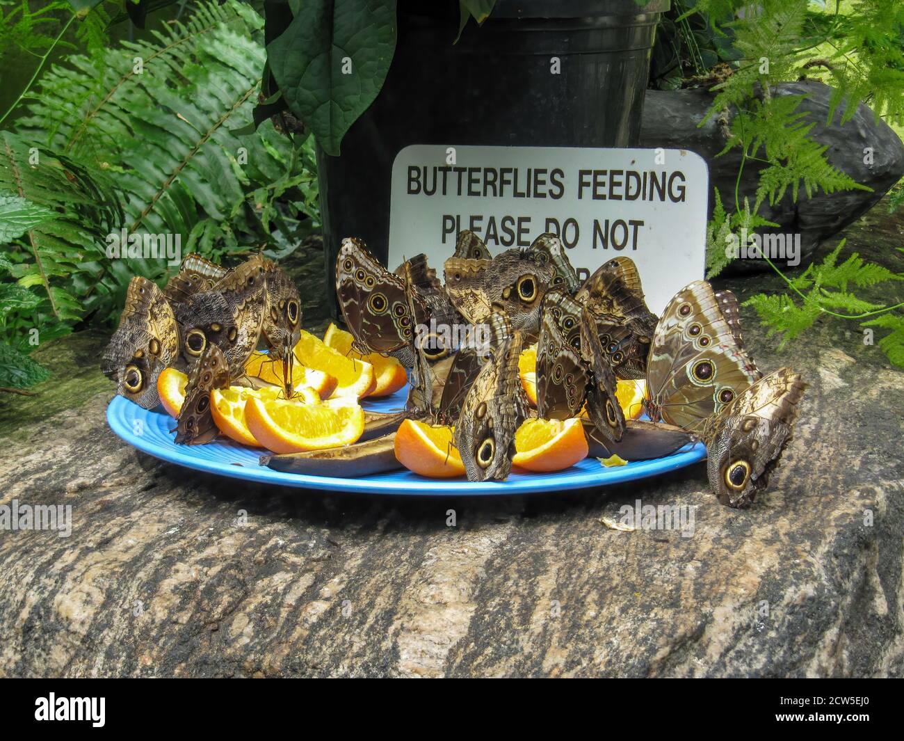 Papillons géants de la chouette, caligo memnon, se nourrissant de fruits coupés dans le conservatoire de papillons de Niagara Parks, Ontario, Canada Banque D'Images